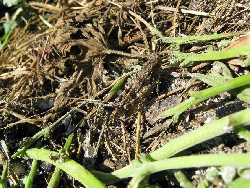 Ortotteri delle Orobie valtellinesi (Sondrio)